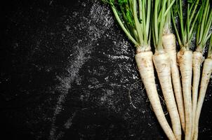 Fresh parsley root . photo