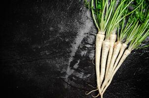 Fresh parsley root . photo