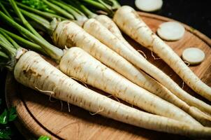 Fresh parsley root . photo