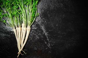 Fresh parsley root . photo