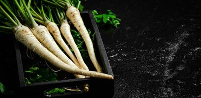 Fresh parsley root . photo