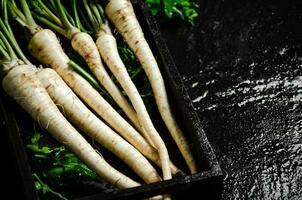 Fresh parsley root . photo