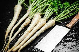 Fresh parsley root . photo