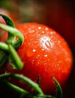 Fresh tomatoes macro. photo