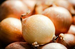 Fresh onions . On table photo