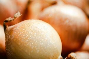 Fresh onions . On table photo