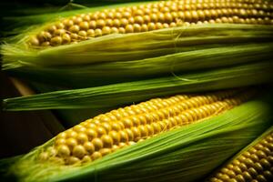 Fresh corn on wooden table. photo