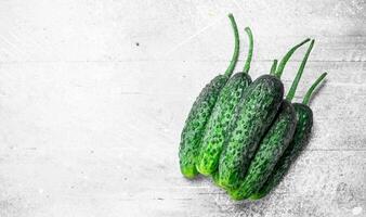 Ripe fresh cucumbers. photo