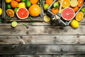 Pieces of fresh citrus in the box. photo