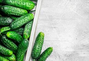 Fresh cucumbers on a wooden tray. photo