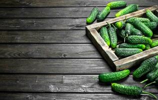 Whole ripe cucumbers on a tray. photo