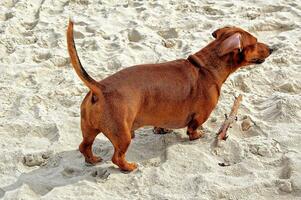 perro tejonero en el playa foto