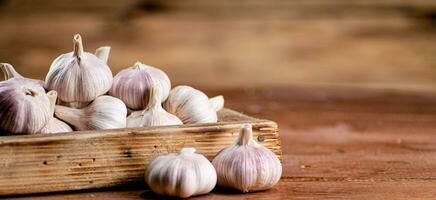 Fragrant garlic on a wooden tray. photo