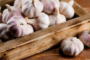 Fragrant garlic on a wooden tray. photo