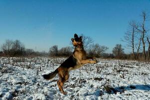 German shepherd jumping in winter photo