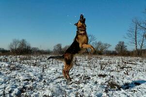 German shepherd jumping in winter photo