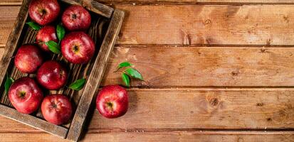 Fresh apples with leaves on the tray. photo