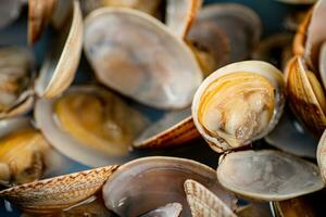 Fresh vongole. Macro background. Texture vongole. photo