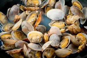 Fresh vongole. Macro background. Texture vongole. photo