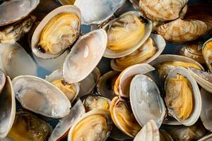 Fresh vongole. Macro background. Texture vongole. photo