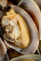 Fresh vongole. Macro background. Texture vongole. photo