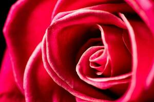 rojo rosas flores foto