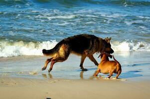 German shepherd and dachshund photo