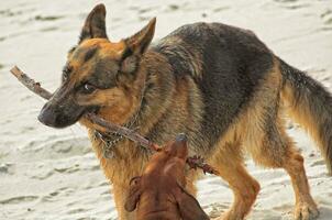 playing on the beach bar dogsgerman shepherd and a small red-haired dachshund in the warm spring sun photo