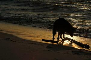 alemán pastor en el playa a puesta de sol foto