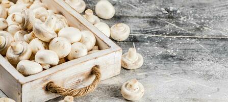 Fresh mushrooms on the tray. photo