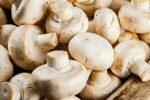 Fresh aromatic mushrooms. Macro background. photo