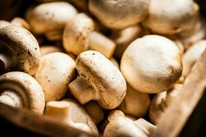 Fresh aromatic mushrooms. Macro background. photo