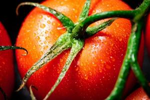 fragante maduro Tomates con gotas de agua. foto