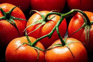 Fragrant ripe tomatoes with drops of water. photo