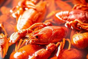 Crayfish are boiled in a pot in water. photo