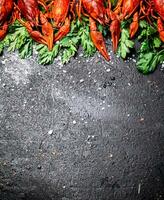 Boiled crayfish with parsley. On a black background. photo