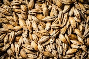 A bunch of grain. Macro background. photo