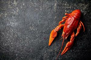 One beautiful boiled crayfish. On a black background. photo