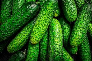 Young fresh cucumbers. Macro background. photo