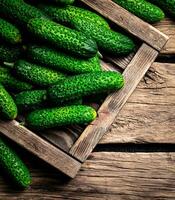 Fresh cucumbers on a wooden tray. photo