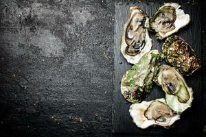 Raw oysters on a stone board. photo