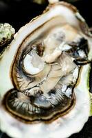 One fresh oyster. Macro background. photo