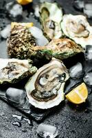 Raw oysters on a stone board. photo