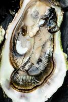 One fresh oyster. Macro background. photo