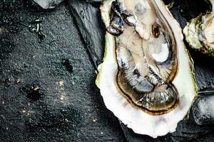 One fresh oyster. Macro background. photo