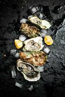 Oysters with lemon and ice cubes. photo