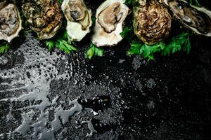 Fresh oysters with greens. On a black background. photo