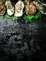 Fresh oysters with greens. On a black background. photo