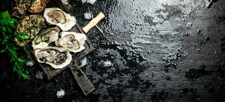 Fresh oysters with greens. On a black background. photo