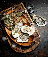 Fresh oysters with ice on a wooden plate. photo